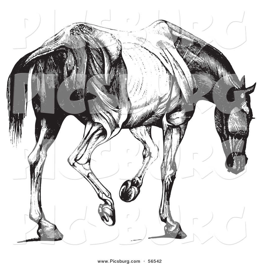 clipart horse skeleton - photo #32