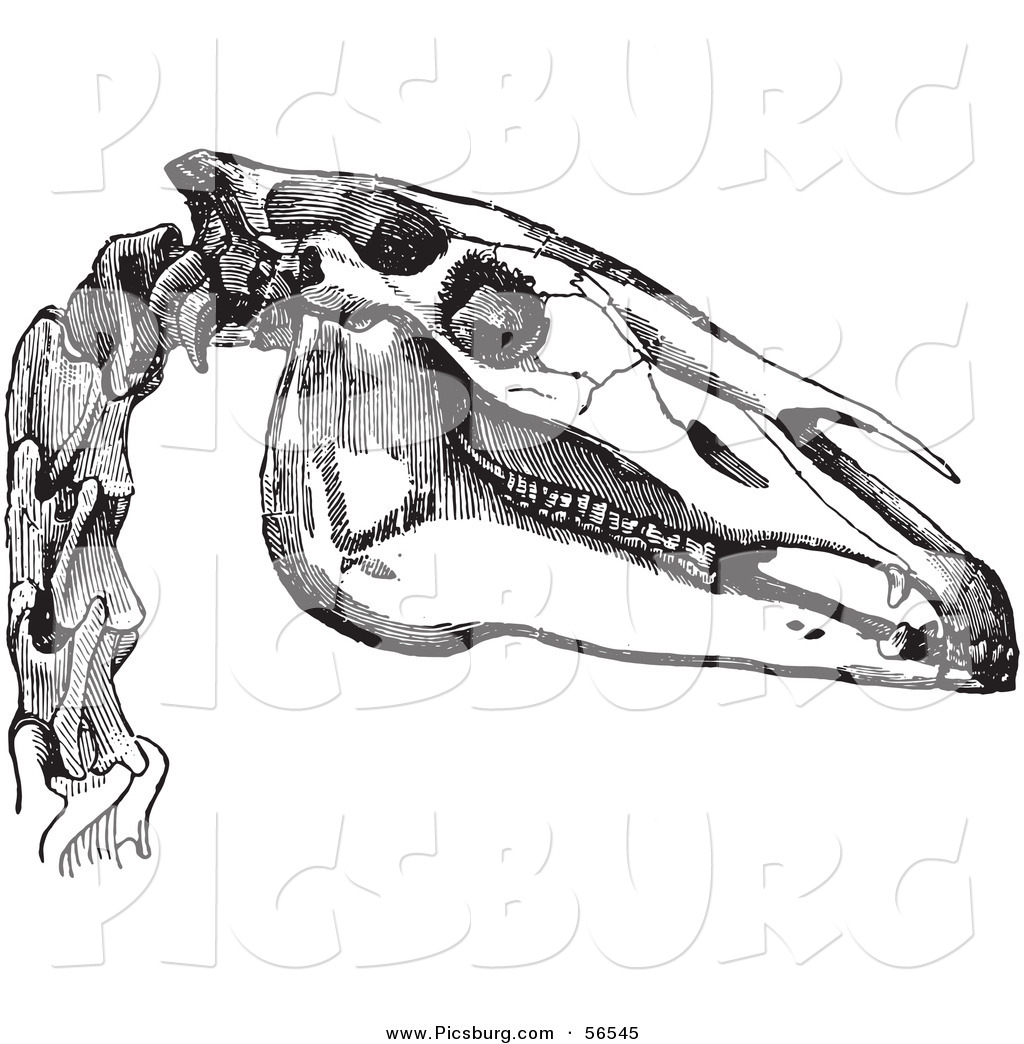 clipart horse skeleton - photo #35
