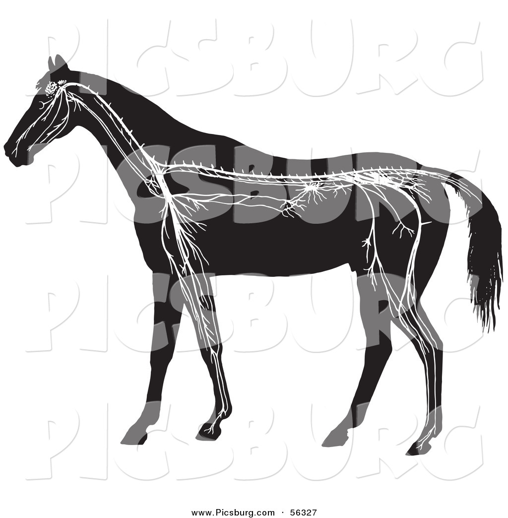 clipart horse skeleton - photo #48