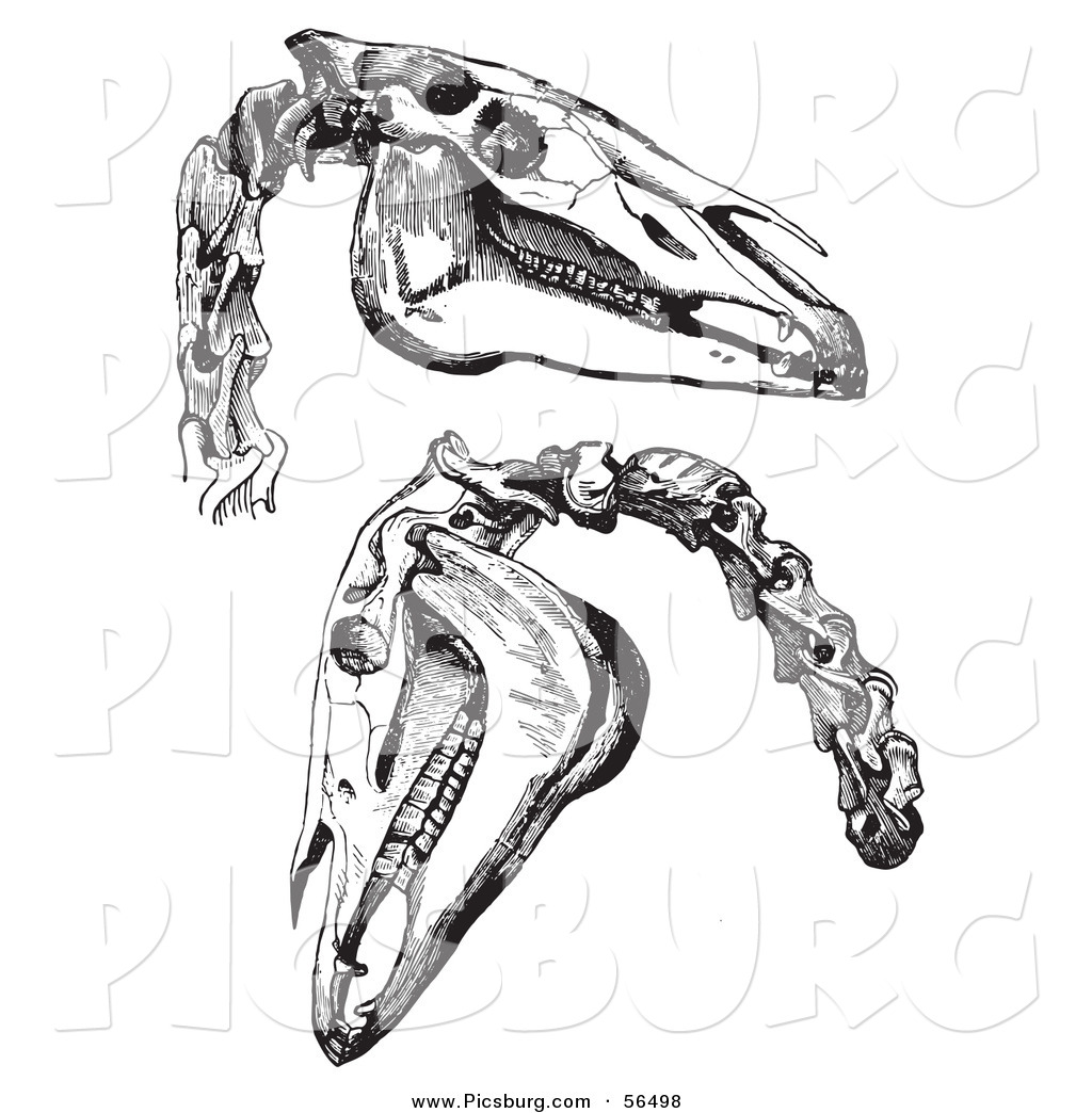 clipart horse skeleton - photo #44