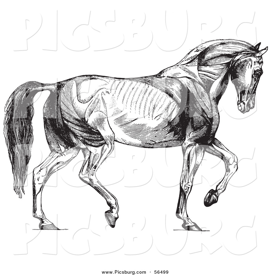 clipart horse skeleton - photo #25
