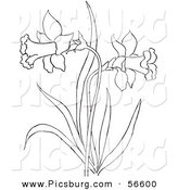 Clip Art of a Coloring Page of a Dandelion Flower Plant by Picsburg