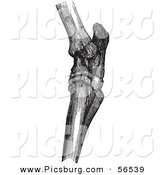Clip Art of a Retro Vintage Drawing of Horse Hock Bones in Black and White by Picsburg