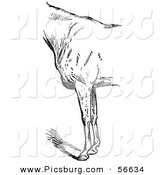 Clip Art of an Old Fashion Vintage Engraved Horse Anatomy of Bad Conformation of Fore Quarters in Black and White 1 by Picsburg