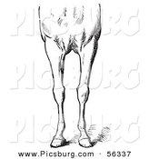 Clip Art of an Old Fashioned Vintage Engraved Horse Anatomy of Bad Conformations of the Fore Quarters in Black and White 2 by Picsburg