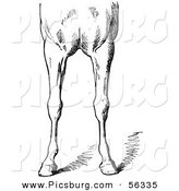 Clip Art of an Old Fashioned Vintage Engraved Horse Anatomy of Bad Conformations of the Fore Quarters in Black and White 4 by Picsburg