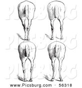 Clip Art of an Old Fashioned Vintage Engraved Horse Anatomy of Bad Hind Quarters in Black and White 10 by Picsburg