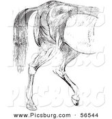 Clip Art of an Old Fashioned Vintage Engraved Horse Anatomy of Hind Quarter Muscular Covering in Black and White by Picsburg