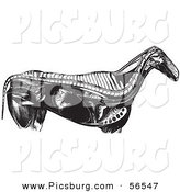 Clip Art of an Old Fashioned Vintage Engraved Horse Anatomy of Internal Bones Organs in Black and White by Picsburg