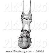 Clip Art of an Old Fashioned Vintage Engraving of Horse Bones and Articulations of the Foot Hoof in Black and White 2 by Picsburg
