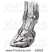 Clip Art of an Old Fashioned Vintage Vertical Section of the Lower Leg and Horse Foot Hoof in Black and White by Picsburg