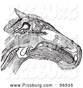 Clip Art of an Olf Fashioned Vintage Diagram of a Horse Head with Muscles Tendons and Bones in Black and White by Picsburg