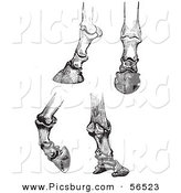 Clip Art of Four Horse Bones and Articulations of the Hoof - Black and White by Picsburg