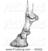 Clip Art of Horse Bones and Articulations of the Hoof - Black and White Version #1 by Picsburg