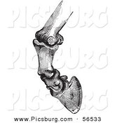 Clip Art of Horse Bones and Articulations of the Hoof - Black and White Version #3 by Picsburg