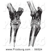 Clip Art of Horse Hock Bones - Black and White by Picsburg