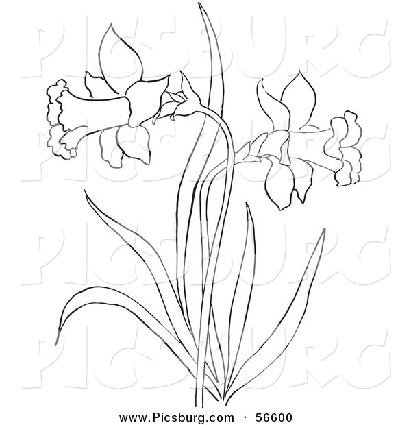 Clip Art of a Coloring Page of a Dandelion Flower Plant