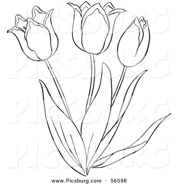 Clip Art of a Coloring Page of a Tulip Flower Plant