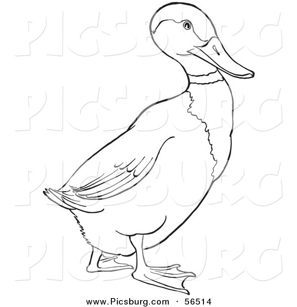 Clip Art of a Drake Mallard Duck on Ground - Black and White Line Art