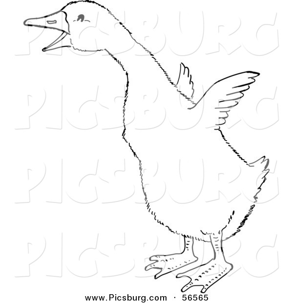Clip Art of a Gosling Flapping Little Wings - Black and White Line Art