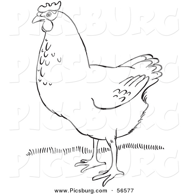 Clip Art of a Hen on Grass - Black and White Line Art