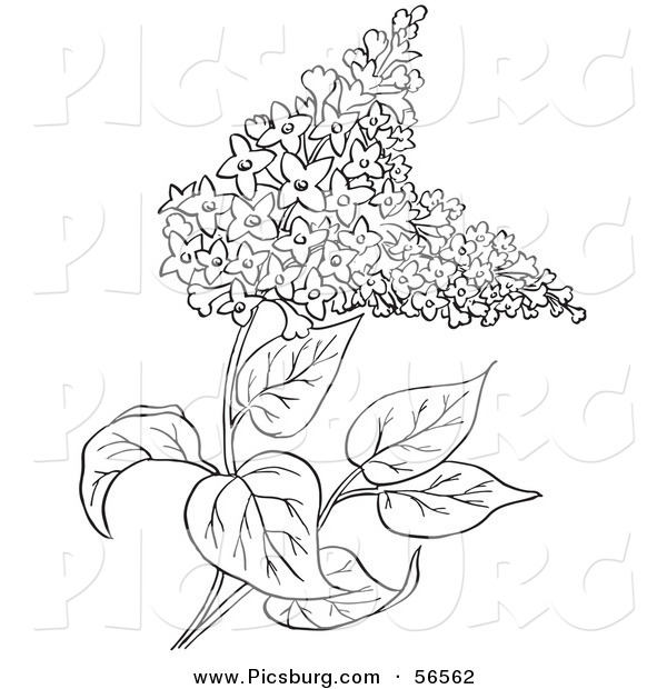 Clip Art of a Outlined Lilac Flower Plant on White