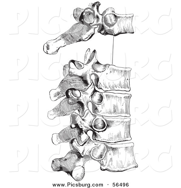 Clip Art of a Retro Drawing of the Peculiar Dorsal Thoracic Vertebrae in Black and White