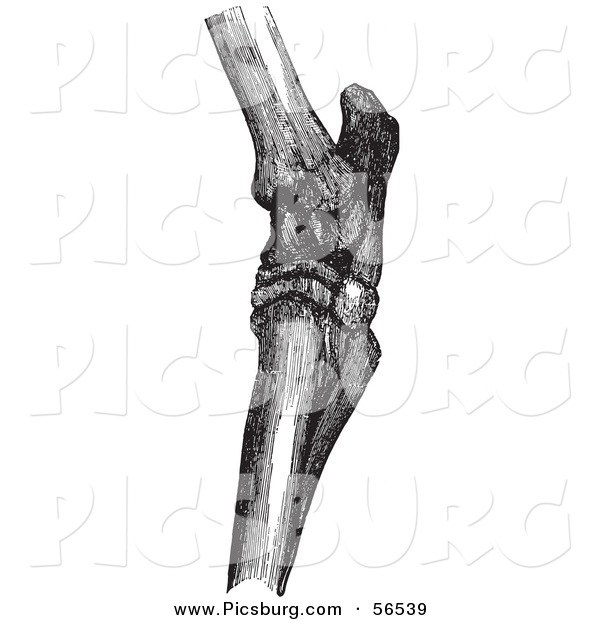 Clip Art of a Retro Vintage Drawing of Horse Hock Bones in Black and White