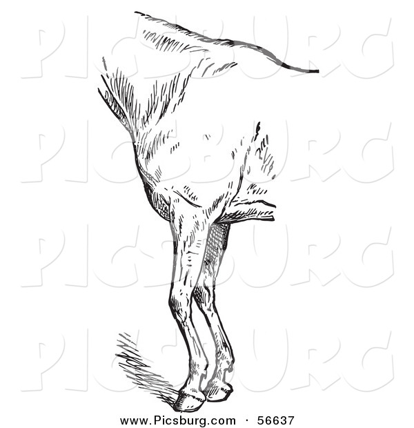 Clip Art of a Retro Vintage Engraved Horse Anatomy of Bad Conformation of Fore Quarters in Black and White on White