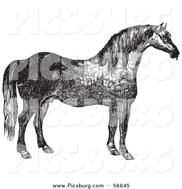 Clip Art of a Retro Vintage Engraved Horse in Black and White on White