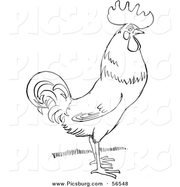 Clip Art of a Rooster Standing on Grass - Black and White Line Art