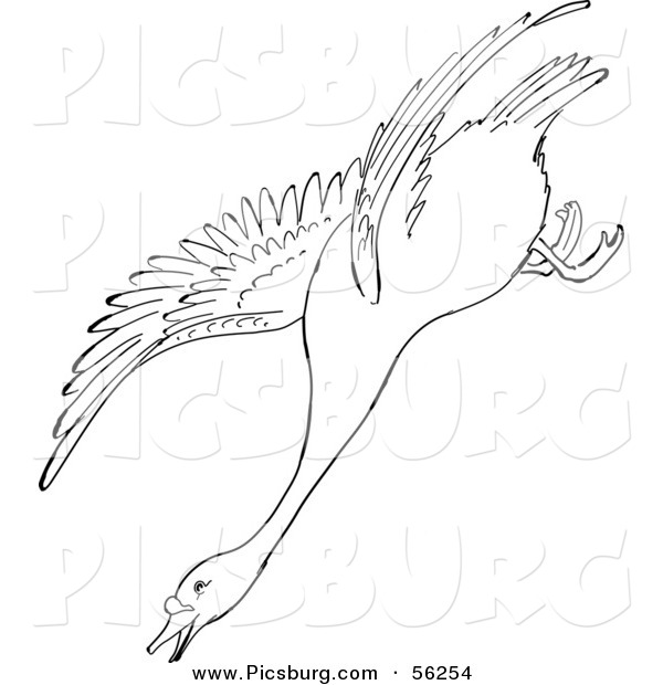 Clip Art of a Swan Descending in Flight - Black and White Line Art