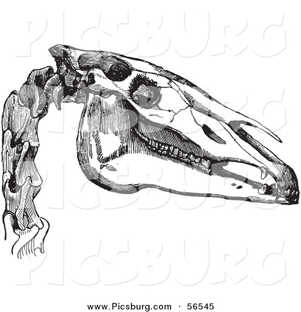 Clip Art of a Vintage Engraving of the Bones of a Horse Head in Black and White