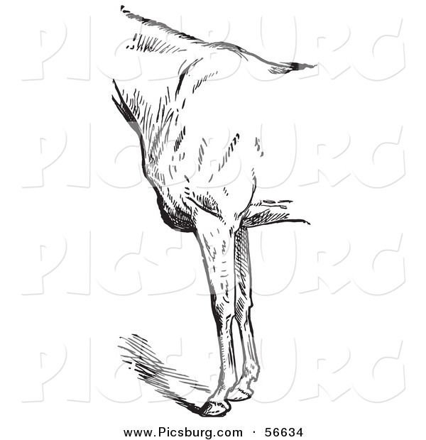 Clip Art of an Old Fashion Vintage Engraved Horse Anatomy of Bad Conformation of Fore Quarters in Black and White 1