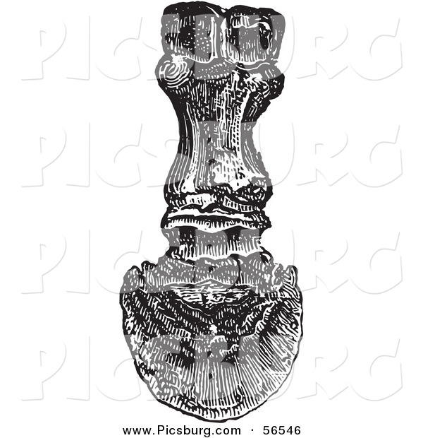 Clip Art of an Old Fashioned Vintage Back View of the Bones in a Horse Foot and Hoof in Black and White