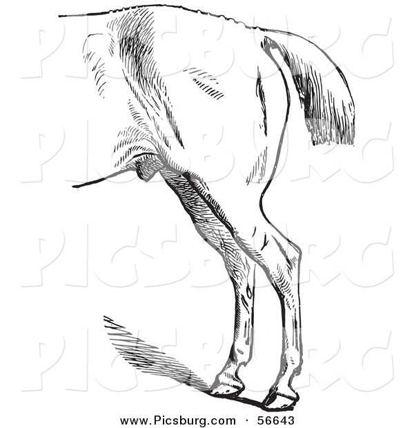 Clip Art of an Old Fashioned Vintage Engraved Horse Anatomy of Bad Hind Quarters in Black and White 4