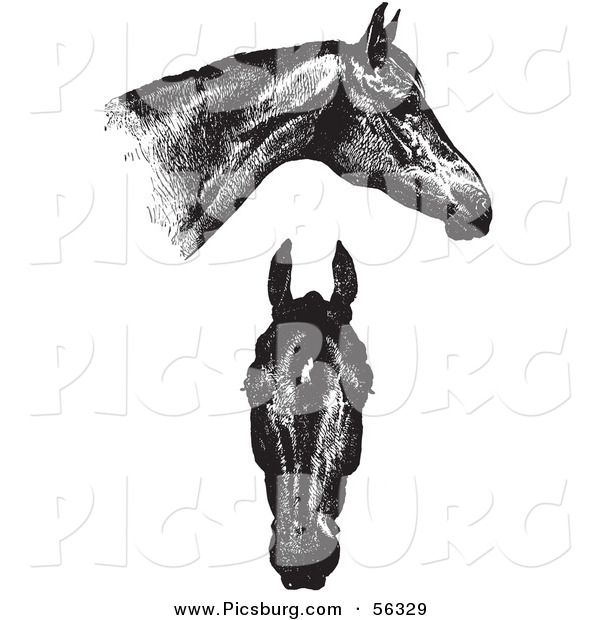 Clip Art of an Old Fashioned Vintage Engraved Horse Anatomy of Good Heads in Black and White