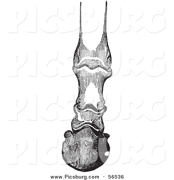 Clip Art of an Old Fashioned Vintage Engraving of Horse Bones and Articulations of the Foot Hoof in Black and White 2
