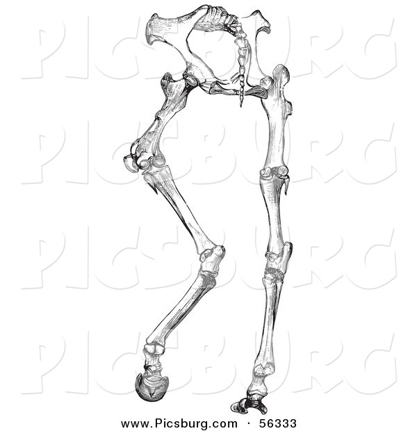 Clip Art of an Old Fashioned Vintage Horse Anatomy of Hinder Part Bones in Black and White