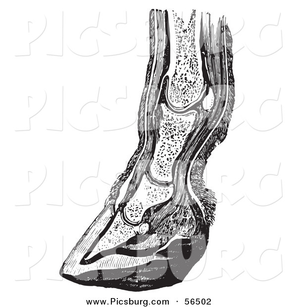 Clip Art of an Old Fashioned Vintage Vertical Section of the Lower Leg and Horse Foot Hoof in Black and White