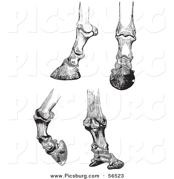 Clip Art of Four Horse Bones and Articulations of the Hoof - Black and White