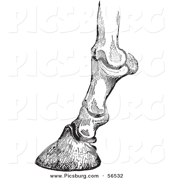 Clip Art of Horse Bones and Articulations of the Hoof - Black and White Version #1