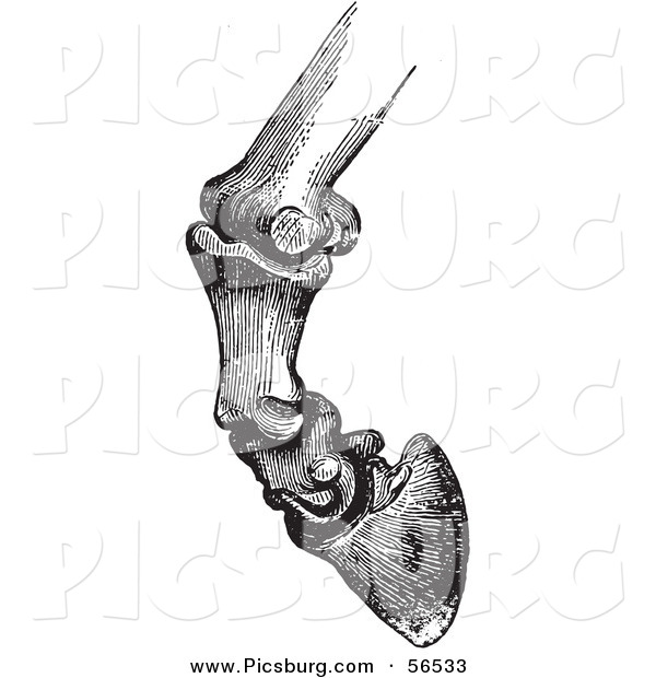 Clip Art of Horse Bones and Articulations of the Hoof - Black and White Version #3