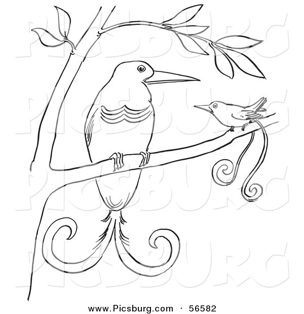 Clip Art of Two Birds of Paradise in a Tree - Black and White Line Art