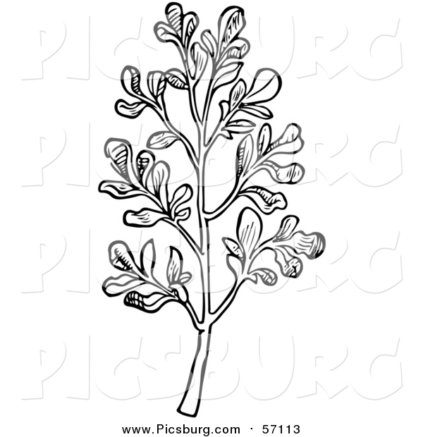 Vector Clip Art of a Black and White Herbal Rue Plant