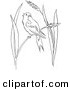 Clip Art of a Bobolink Bird Chirping on Wheat Grass - Black and White Line Art by Picsburg