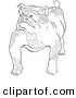 Clip Art of a Bulldog Standing Tough - Black and White Line Art by Picsburg