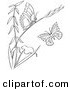 Clip Art of a Coloring Page of a Plant with Butterflies by Picsburg