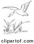 Clip Art of a Duck Flying over a Pond - Black and White Line Art by Picsburg