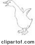 Clip Art of a Gosling Flapping Little Wings - Black and White Line Art by Picsburg